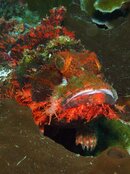 melati_and_scorpionfish1.jpg