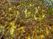 Melati_nemo_eggs.jpg