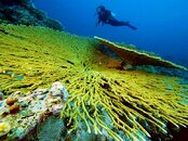 togian_table_coral.jpg