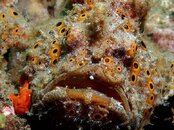 sb_melati_frog_fish.jpg