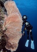 Seafan3.jpg