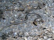 Blue Heron Bridge Night Key Worm Eel.jpg