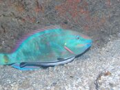 Blue Heron Bridge Night Parrotfish with Sharksucker.jpg