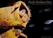 pnw_diver_2012-01_Cover.jpg