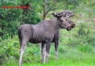 moose6.jpg