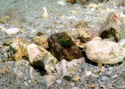 Blue Heron Bridge Banded Jawfish.jpg