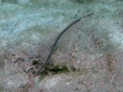 Blue Heron Bridge Diamond Pipefish.jpg