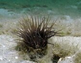 Blue Heron Bridge Tube Dwelling Anemone.jpg