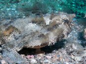 Blue Heron Bridge Shortnose Batfish.jpg