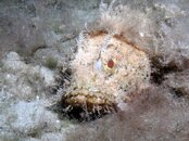 Blue Heron Bridge Scorpionfish.jpg