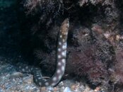 Blue Heron Bridge Sharptail Eel.jpg