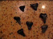 got these dog walking 07-13-11.jpg