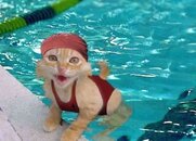 cat.jpg