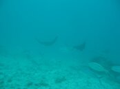 IMG_4221.jpg