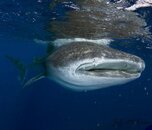 Rhyncodon typus mouth small copy.jpg