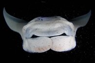 Manta alfredi 3 small copy.jpg