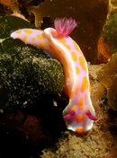 ClownNudi.jpg