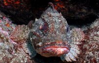 scorpionfish.jpg