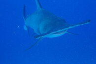 Hammerhead1.JPG