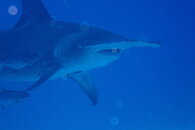 Hammerhead2.JPG