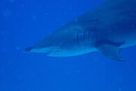 Hammerhead3.JPG