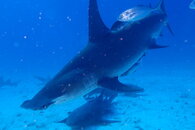 Hammerhead4.JPG