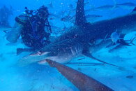 Hammerhead7.JPG