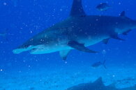 Hammerhead10.JPG