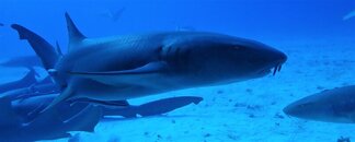 Nurse Shark Closeup.JPG