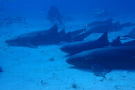 Nurse Sharks Chillin.JPG