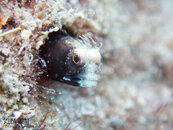 1284 06 roughhead blenny.jpg