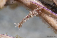 Petalifera ramosa Sea Hare-0956.jpg