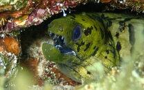 WORKSPACE GREEN MORAY.jpg