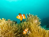 clown_fish.jpg