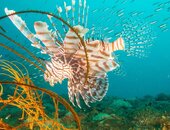 lion_fish.jpg
