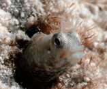 on3.gif