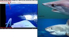 shark comparison.jpg