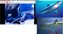 shark comparison2.jpg