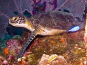 Turtle01.jpg