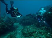 DIR_Divers_Sandra_edwards_2010.jpg
