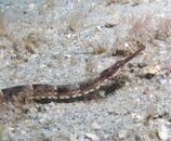 Blue Heron Bridge Sargassum Pipefish.jpg