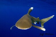 Carcharhinus longimanus 8 watermark.jpg