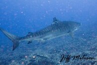 Galeocerda cuvier 5 watermark.jpg