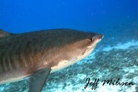 Galeocerda cuvier watermark.jpg
