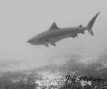 Galeocerda cuvier BW watermark.jpg