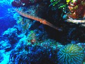 fish copy.jpg