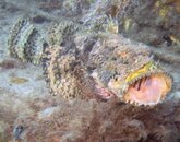 scorpionfish.jpg