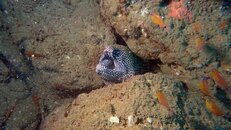 eel1.jpg eel1.jpg