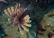 lionfish 3.jpg lionfish 3.jpg