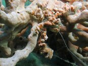 Blue Heron Bridge Decorator Crab.jpg